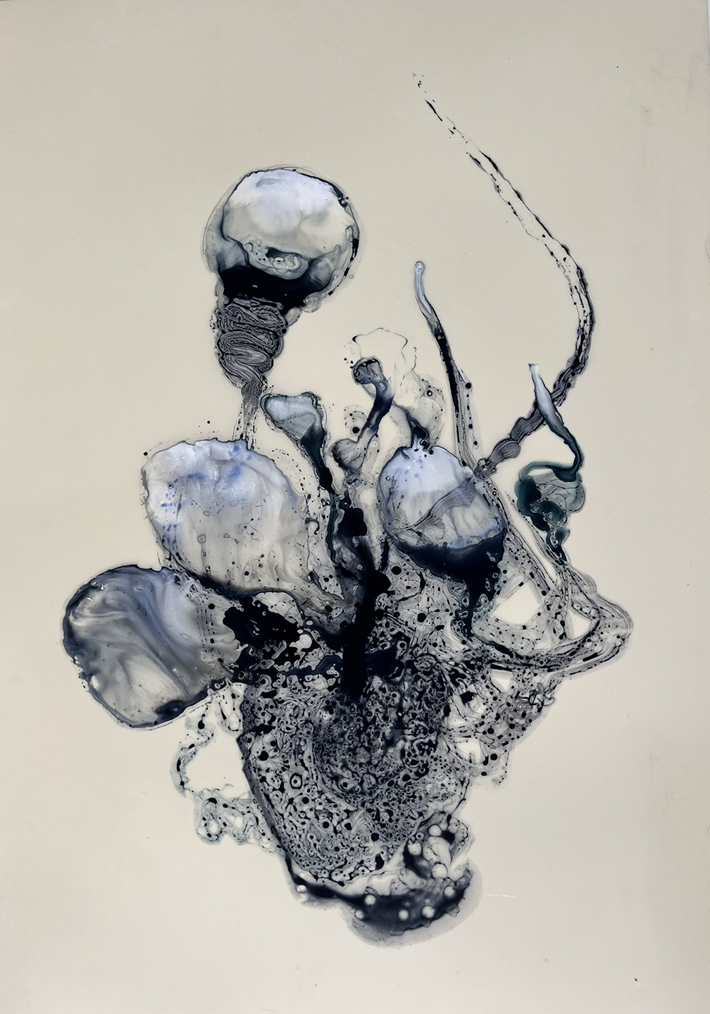 Siphonophore 02