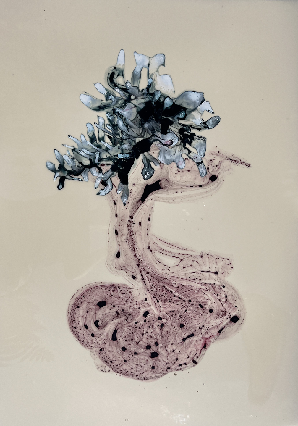 Siphonophore 05