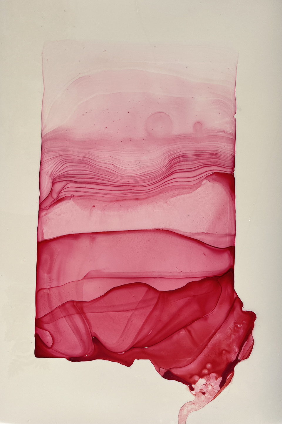 Siphonophore 06