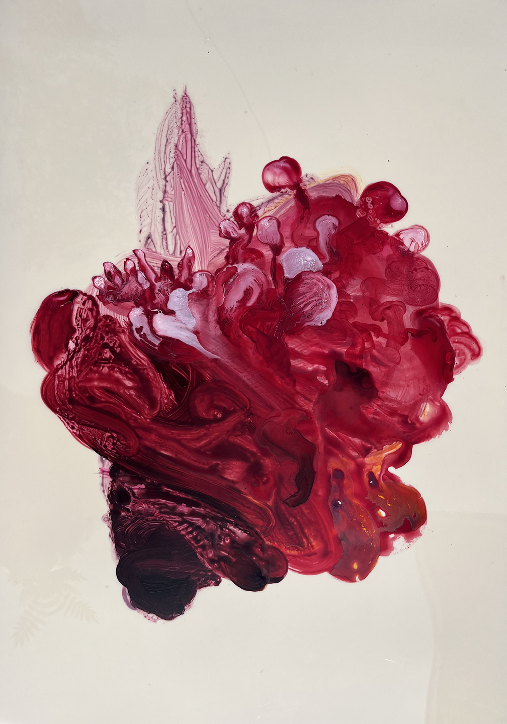 Siphonophore 07